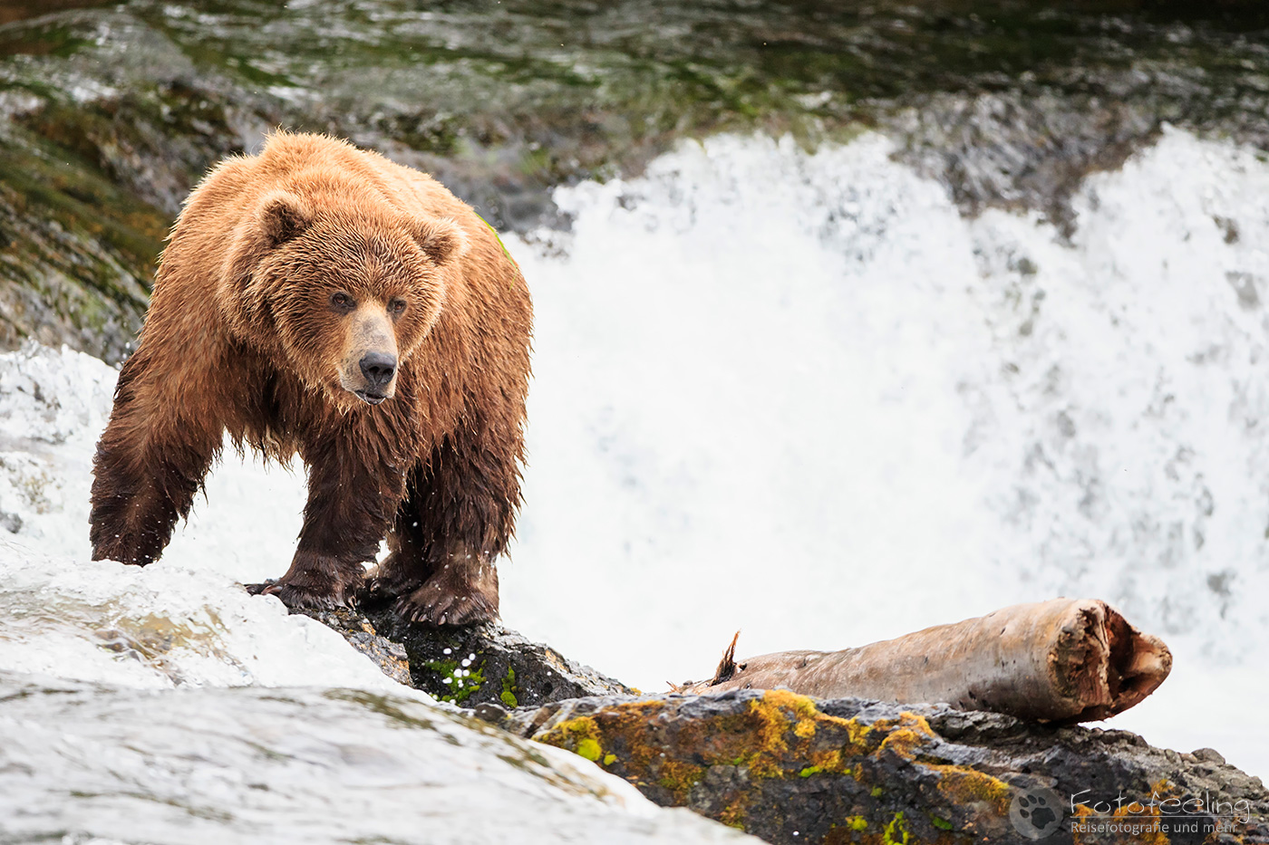 Braunbär (Ursus arctos), Brown bear
