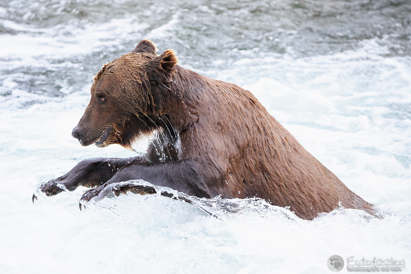 Braunbär (Ursus arctos), Brown bear- Beim Fischfang