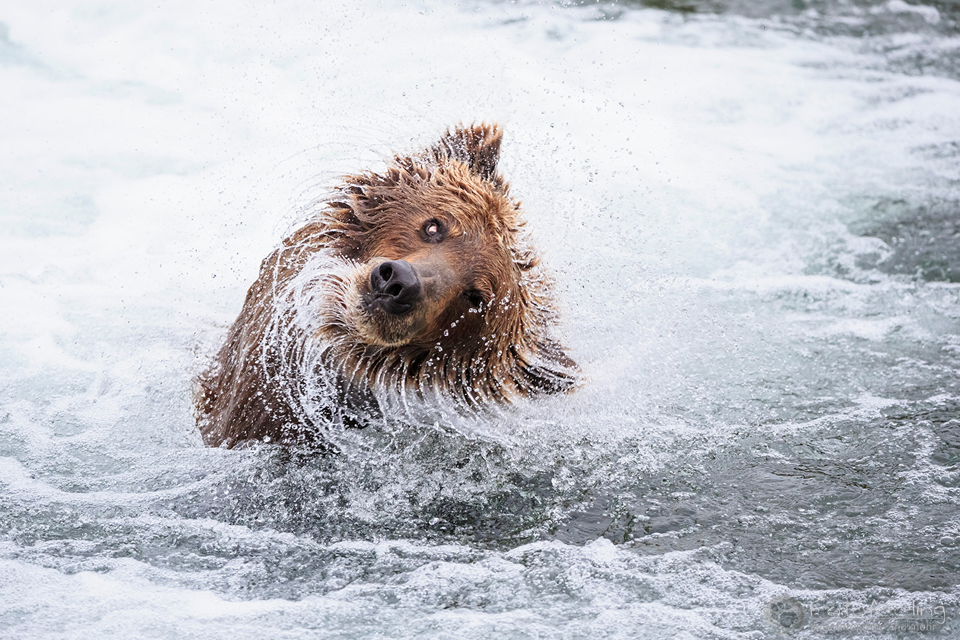 Braunbär (Ursus arctos), Brown bear