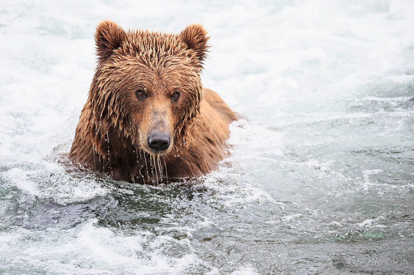 Braunbär (Ursus arctos), Brown bear - beim Fischfang an den Books Falls