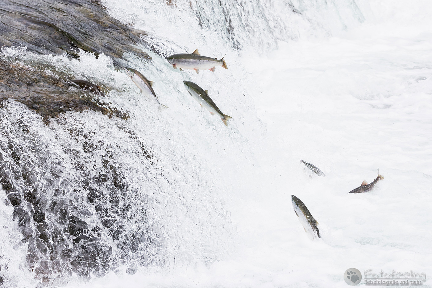 Salmon run, Lachse springen über die Brooks Falls  und ziehen flussaufwärts zum Laichen