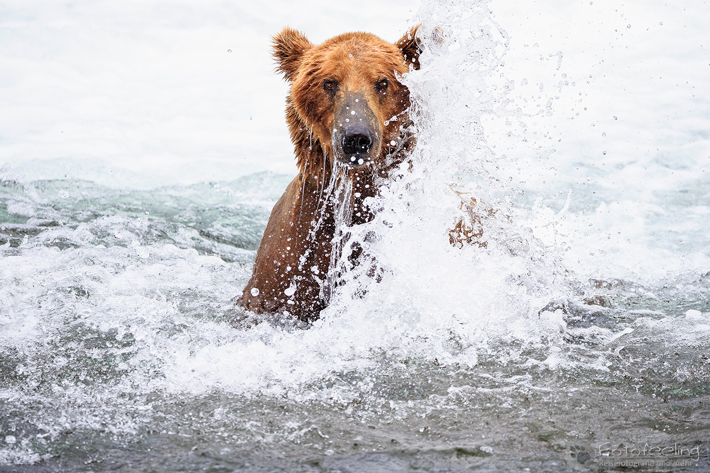 Braunbär (Ursus arctos), Brown bear- Beim Fischfang