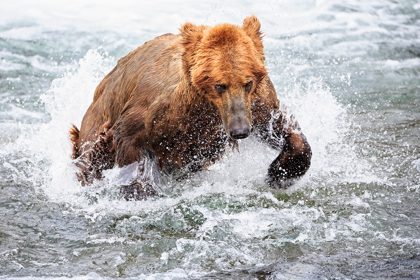 Braunbär (Ursus arctos), Brown bear- Beim Fischfang