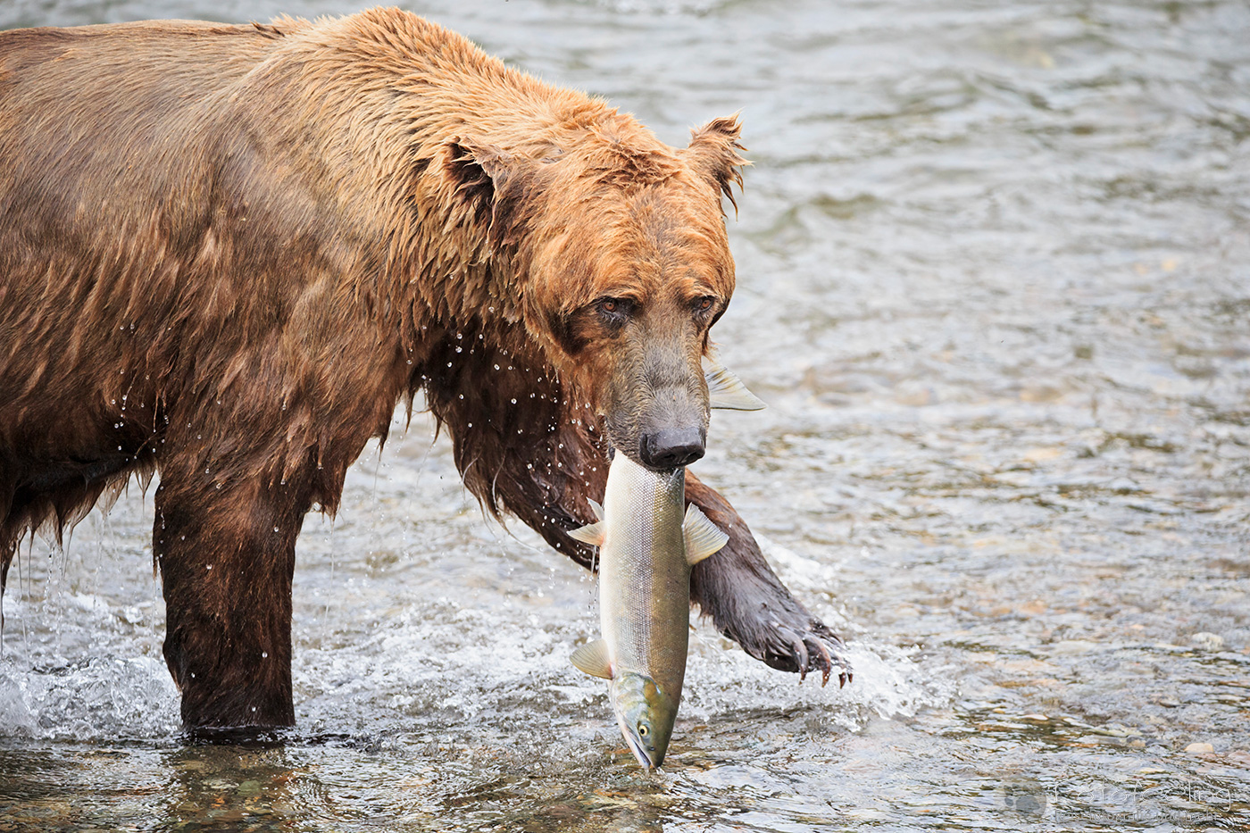 Braunbär (Ursus arctos), Brown bear- mit erbeutetem Lachs