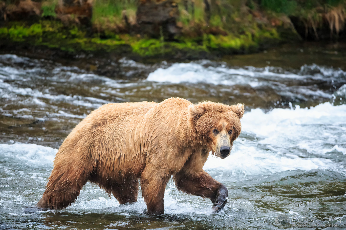 Braunbär (Ursus arctos), Brown bear - beim Fischfang an den Books Falls