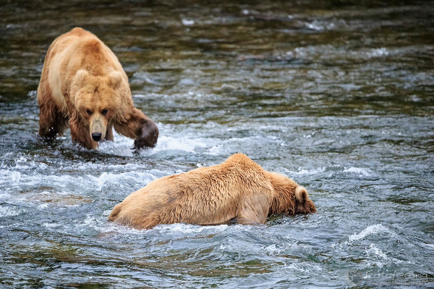 Braunbären (Ursus arctos), Brown bears - beim Fischfang an den Books Falls