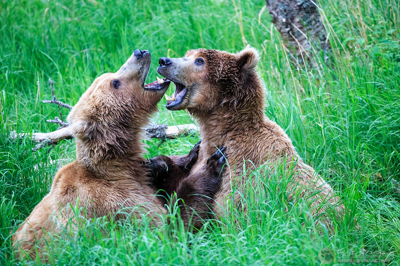 Braunbär (Ursus arctos), Brown bear - Beim Spielen