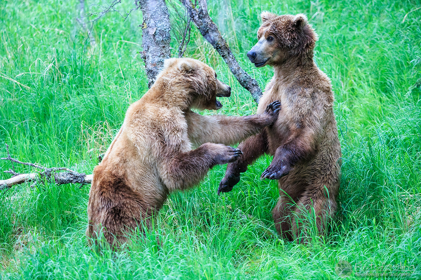 Braunbär (Ursus arctos), Brown bear - Beim Spielen
