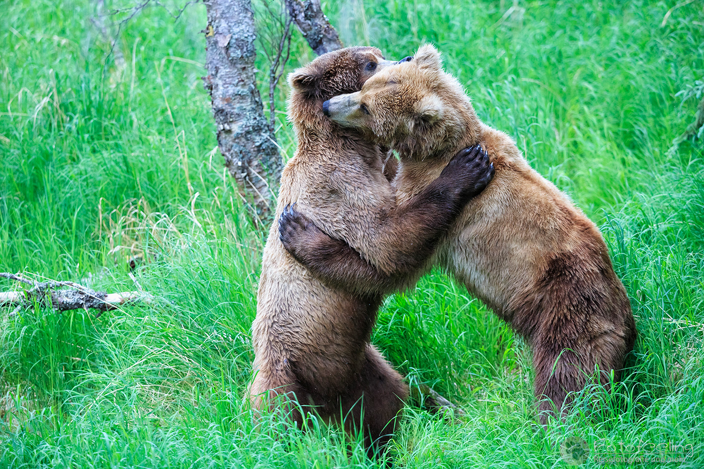 Braunbär (Ursus arctos), Brown bear - Beim Spielen