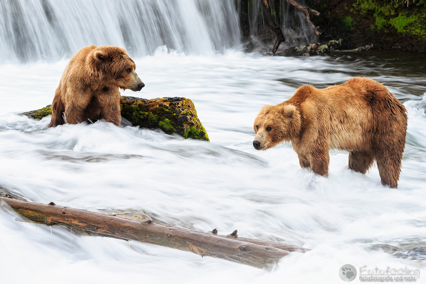 Braunbären (Ursus arctos), Brown bears - beim Fischfang an den Books Falls