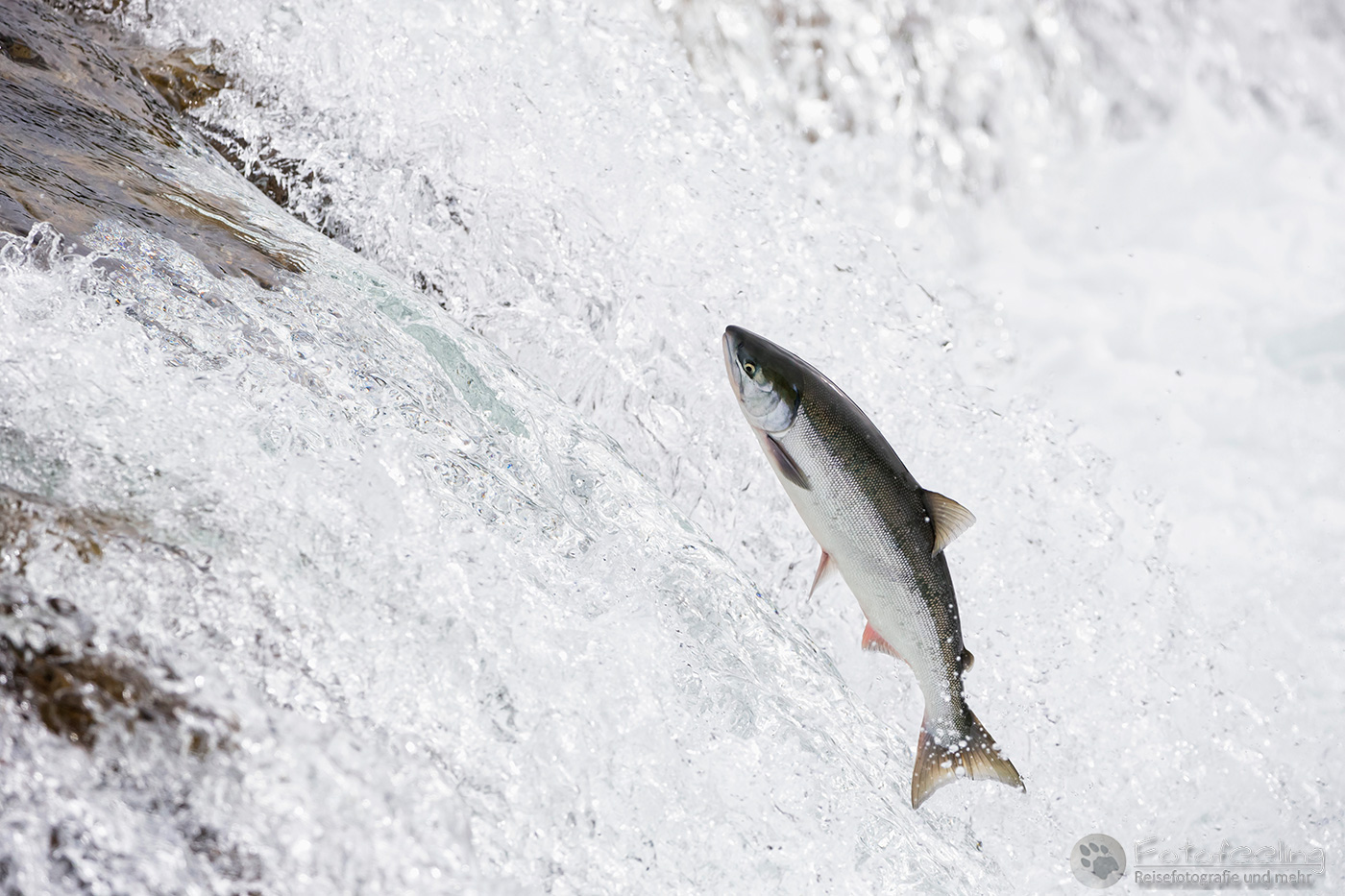 Salmon run, Lachse springen über die Brooks Falls  und ziehen flussaufwärts zum Laichen