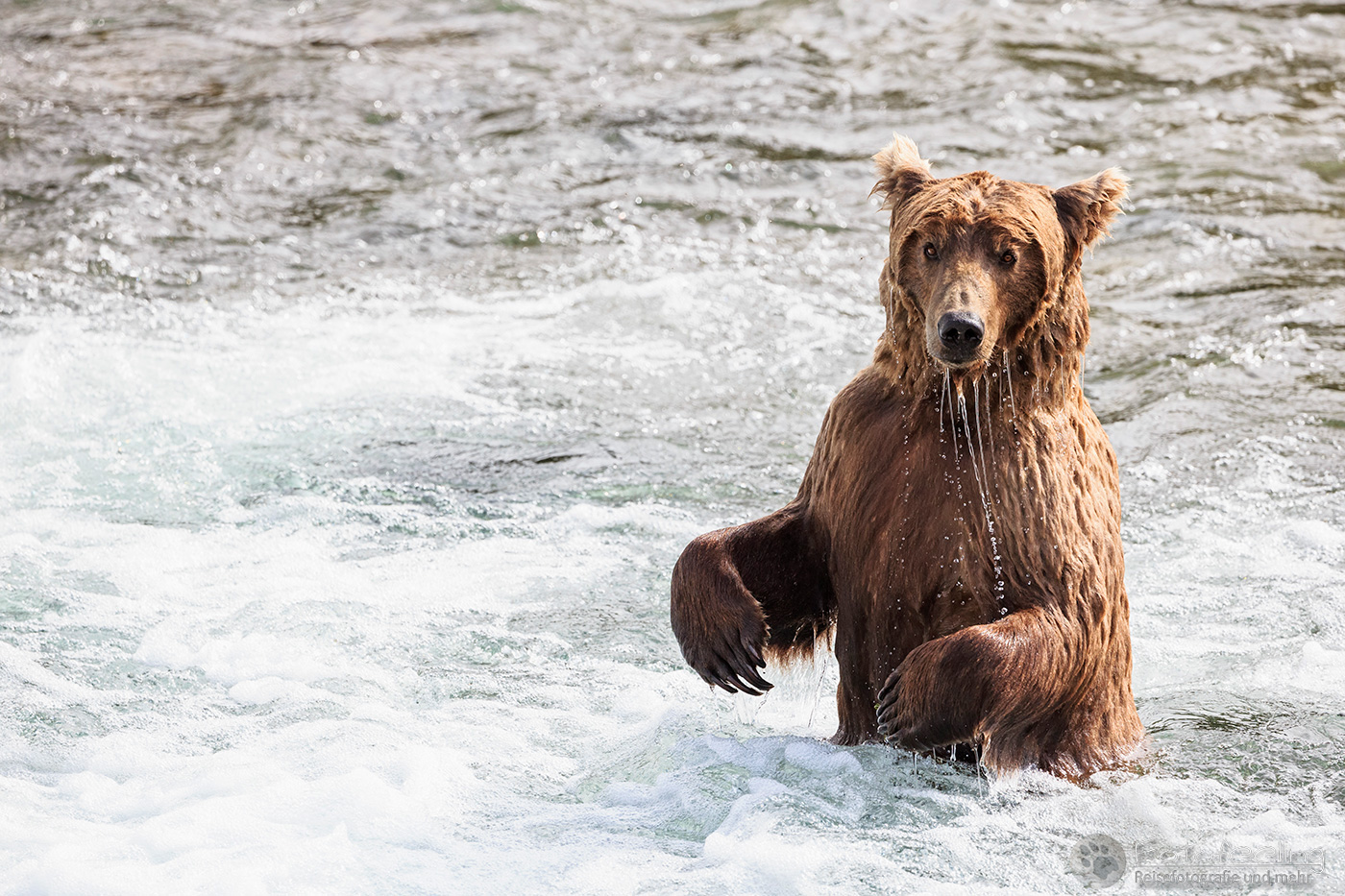 Braunbär (Ursus arctos), Brown bear - beim Fischfang an den Books Falls