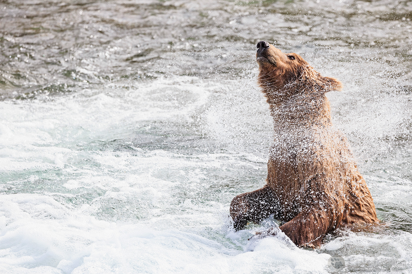 Braunbär (Ursus arctos), Brown bear