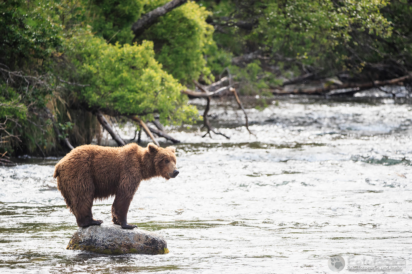 Braunbär (Ursus arctos), Brown bear - beim Fischfang an den Books Falls