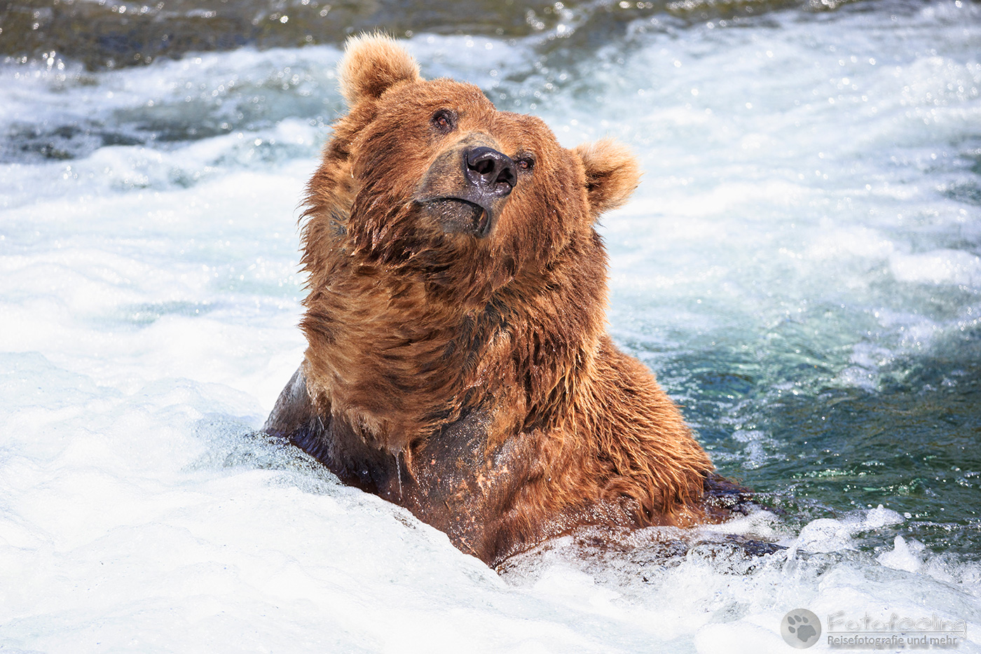 Braunbär (Ursus arctos), Brown bear - beim Fischfang an den Books Falls