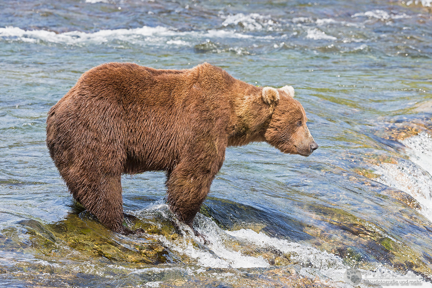 Braunbär (Ursus arctos), Brown bear