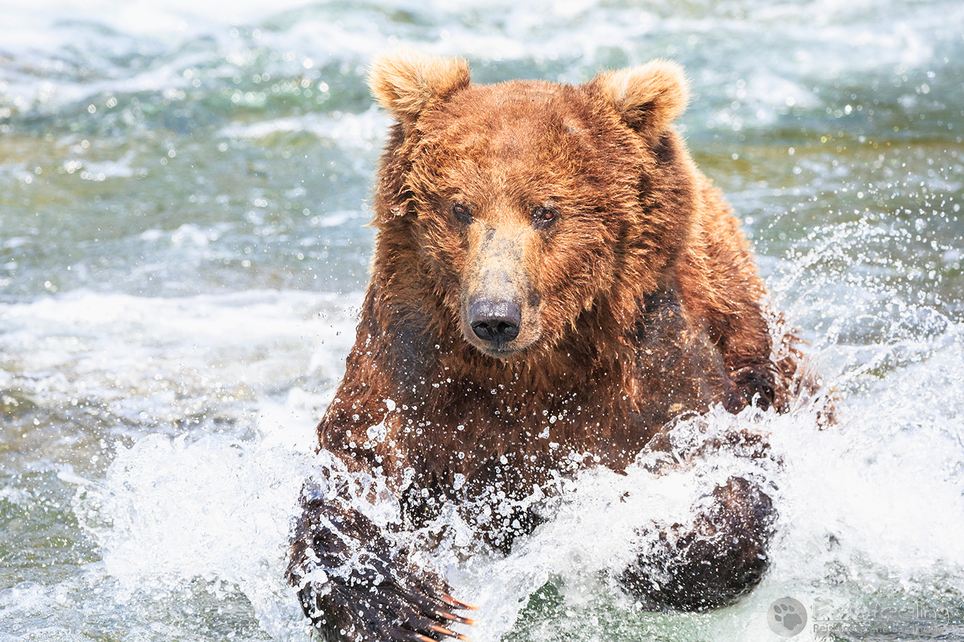 Braunbär (Ursus arctos), Brown bear- Beim Fischfang