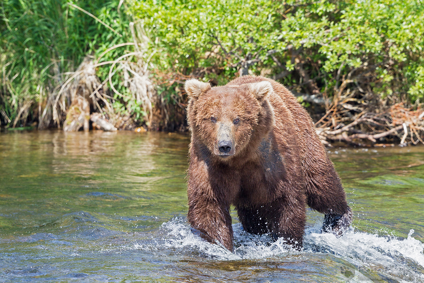 Braunbär (Ursus arctos), Brown bear