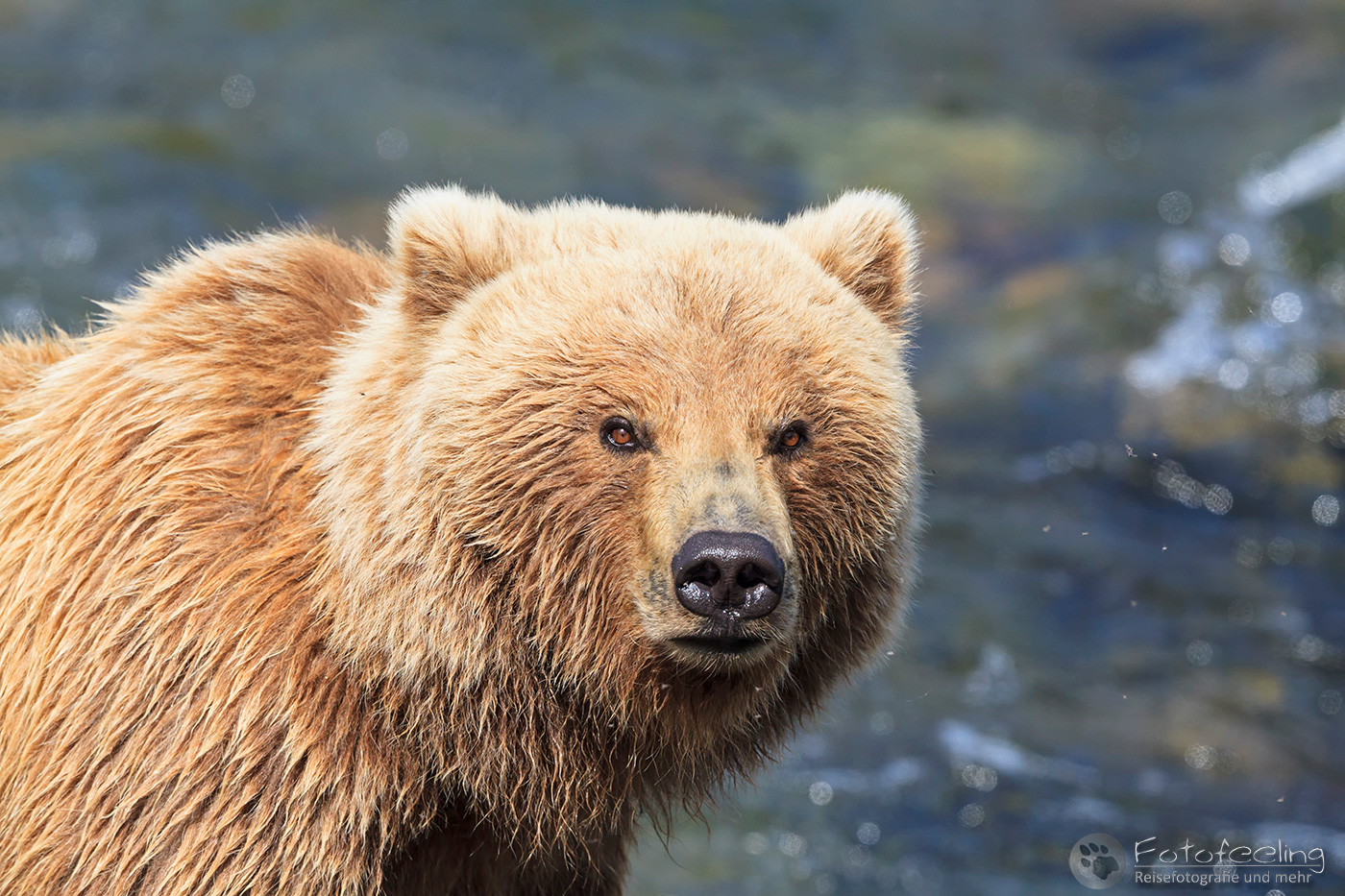 Braunbär (Ursus arctos), Brown bear - beim Fischfang an den Books Falls