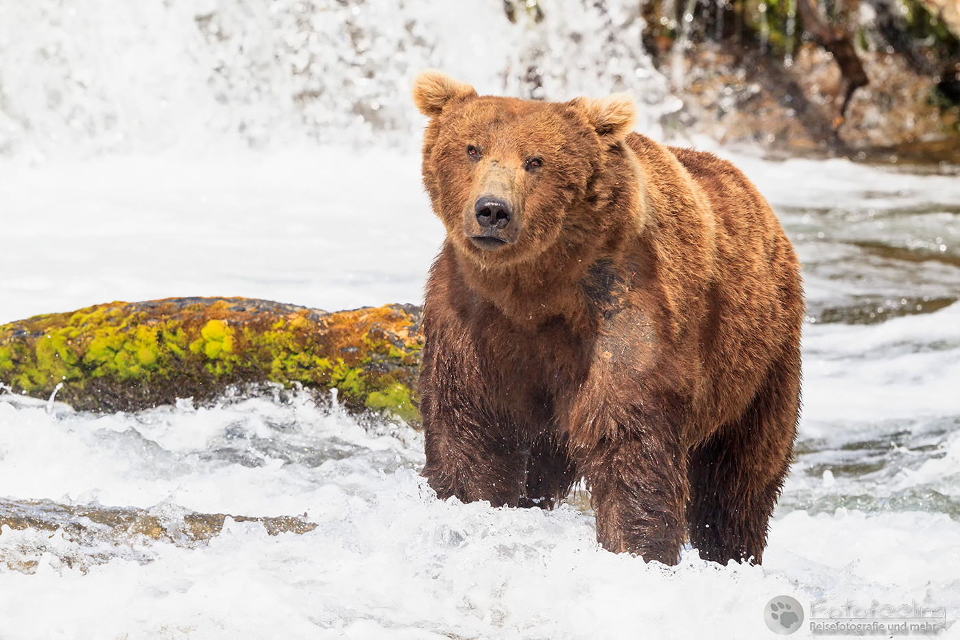 Braunbär (Ursus arctos), Brown bear - beim Fischfang an den Books Falls