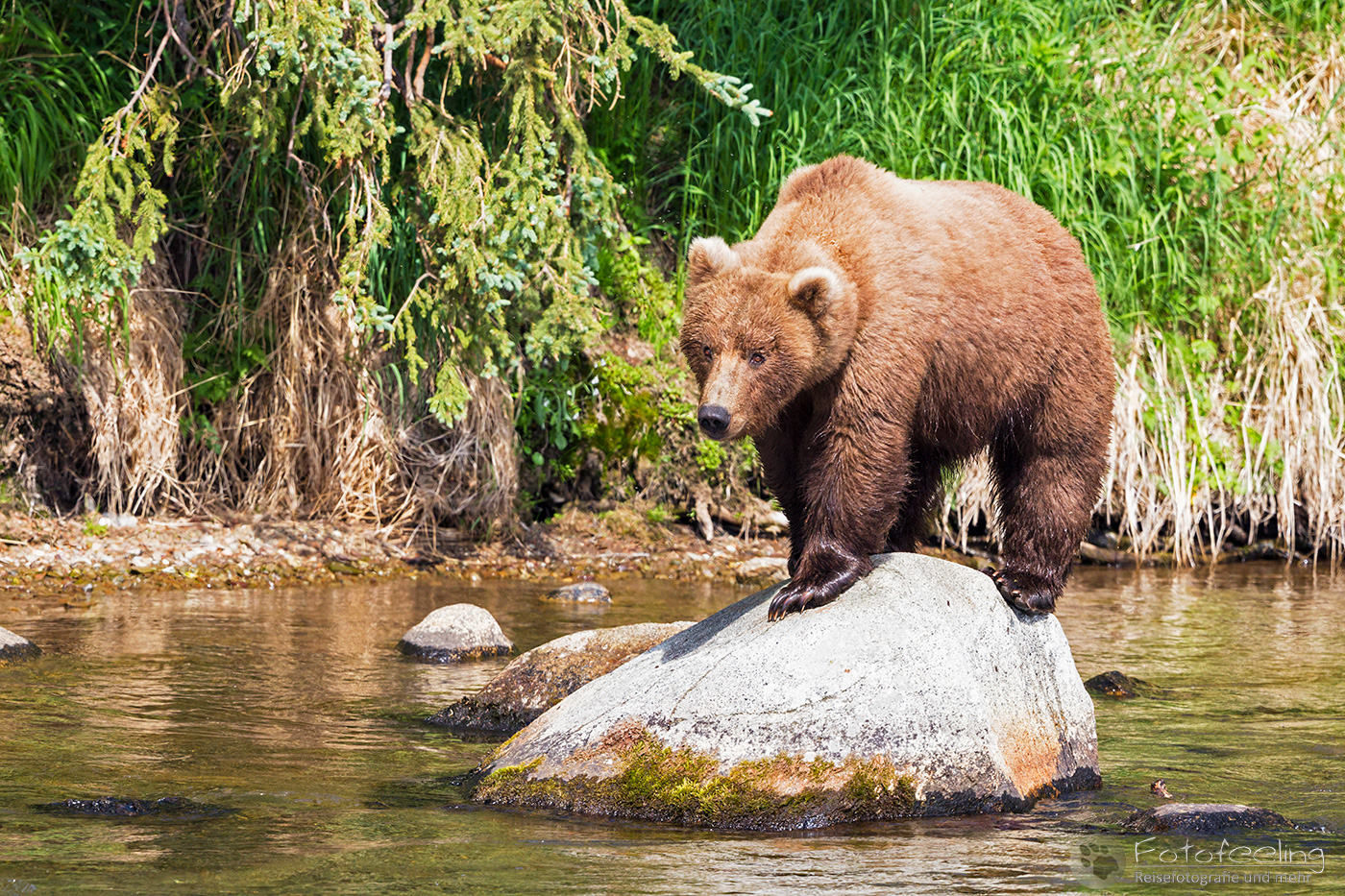 Braunbär (Ursus arctos), Brown bear - beim Fischfang an den Books Falls
