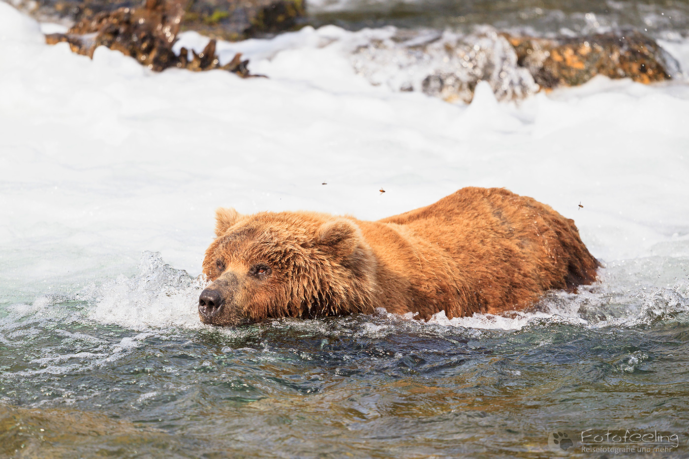Braunbär (Ursus arctos), Brown bear - beim Fischfang an den Books Falls