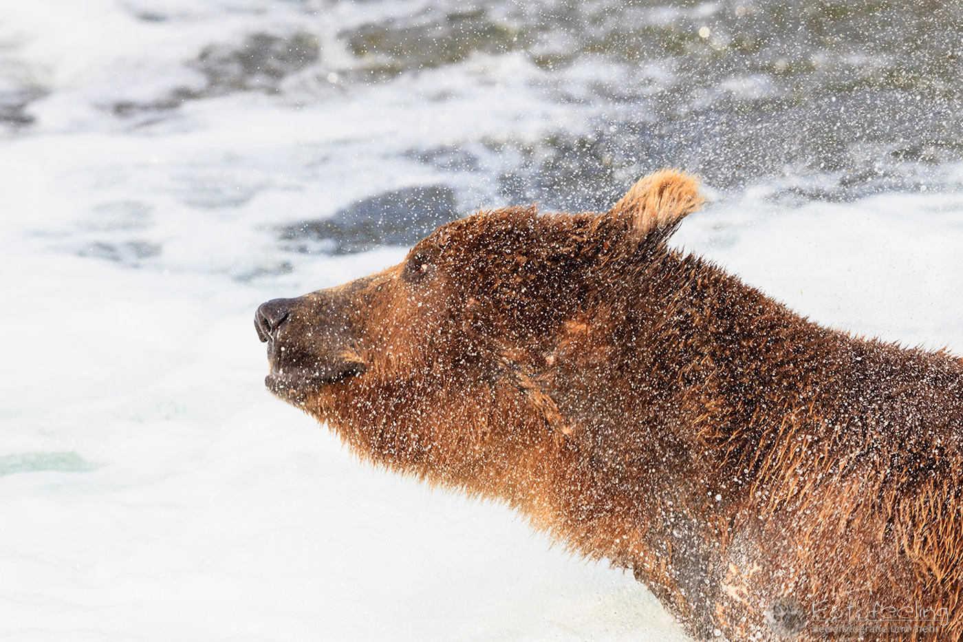 Braunbär (Ursus arctos), Brown bear