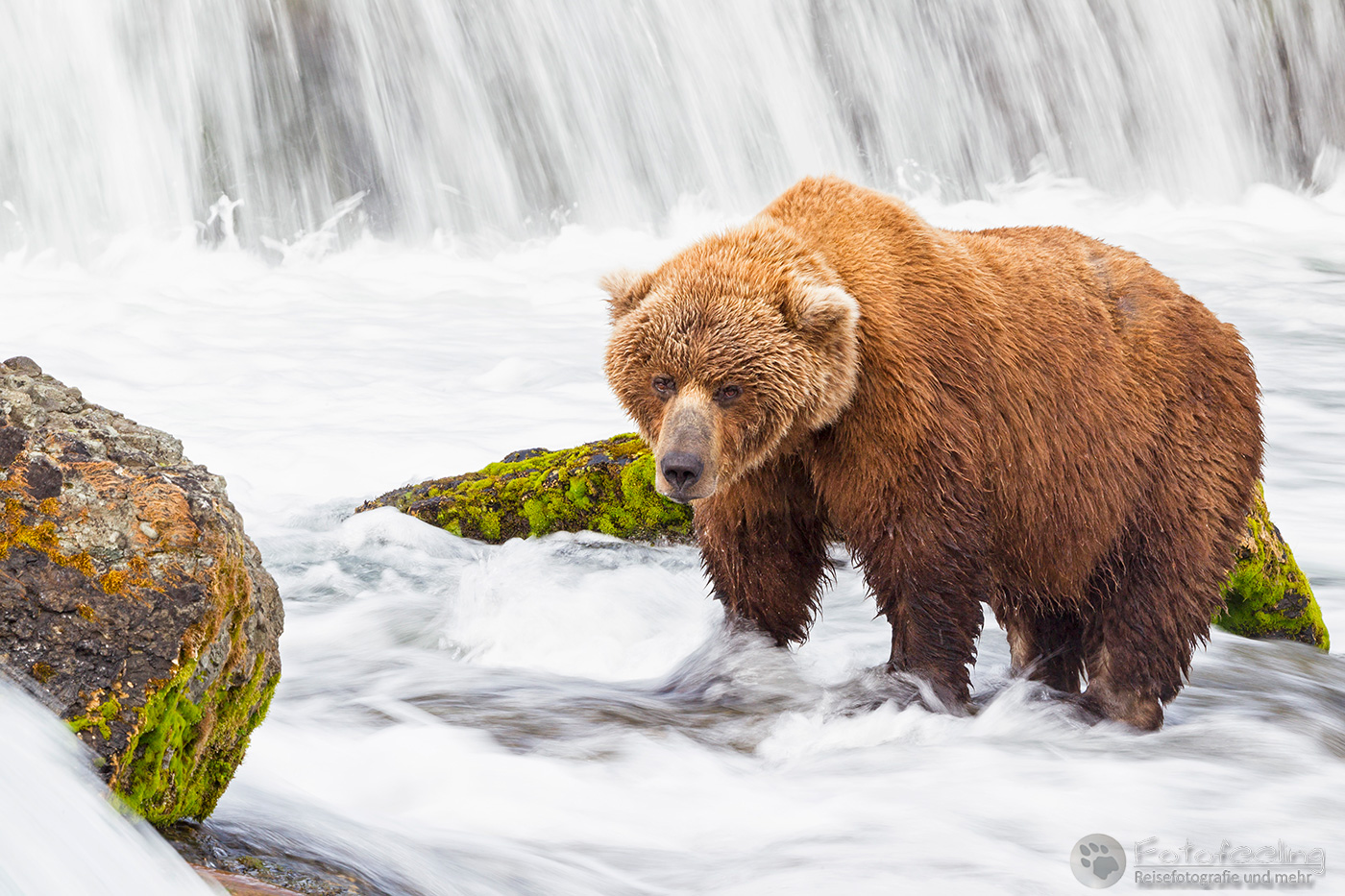 Braunbär (Ursus arctos), Brown bear - beim Fischfang an den Books Falls