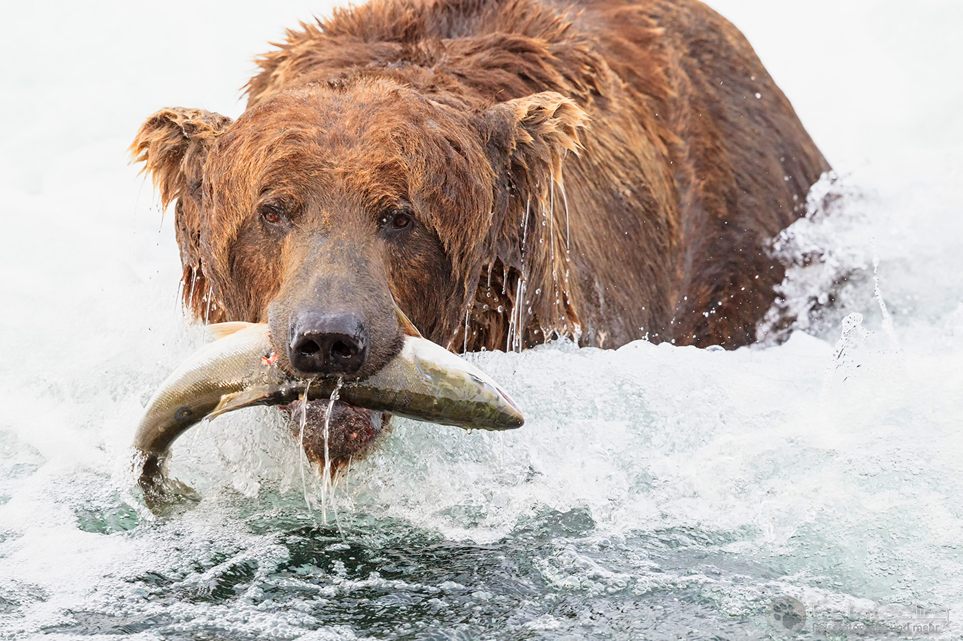 Braunbär (Ursus arctos), Brown bear- mit erbeutetem Lachs