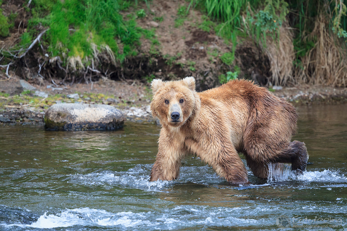 Braunbär (Ursus arctos), Brown bear - beim Fischfang an den Books Falls