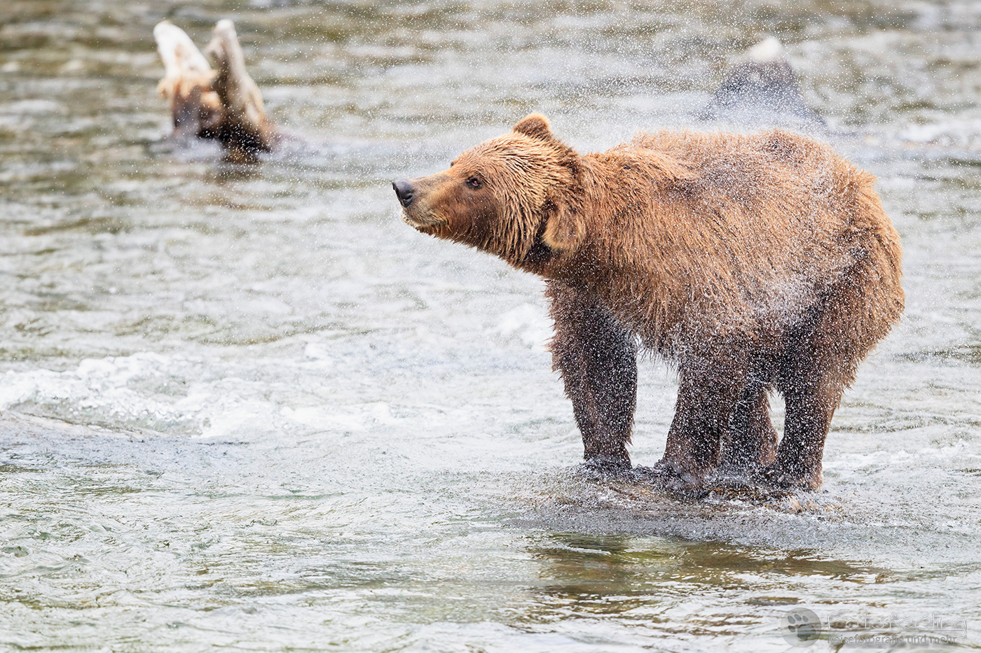 Braunbär (Ursus arctos), Brown bear