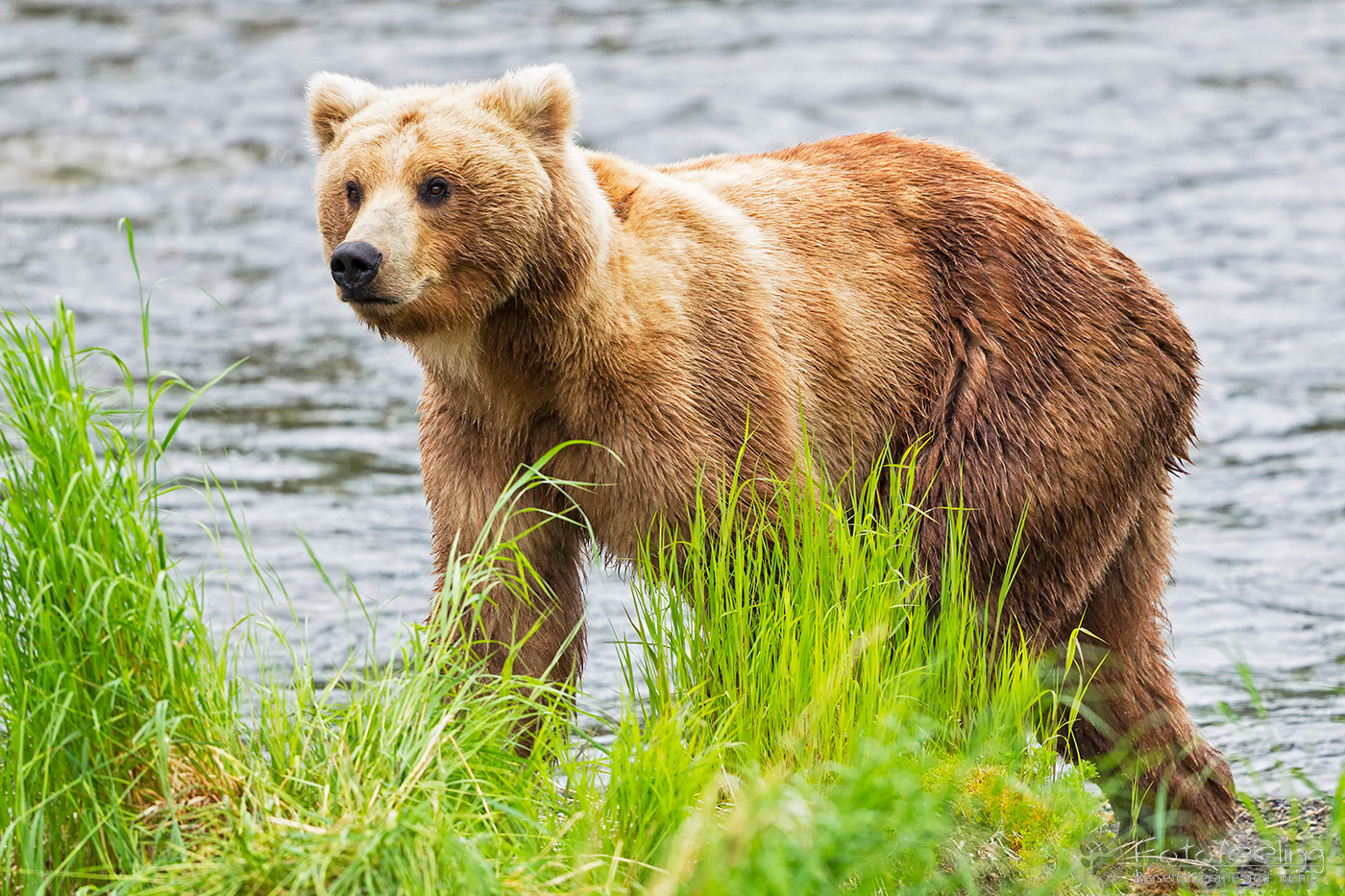 Braunbär (Ursus arctos), Brown bear- am Flussufer