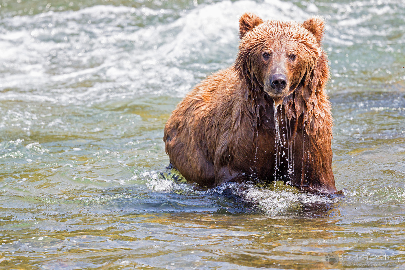 Braunbär (Ursus arctos), Brown bear - beim Fischfang an den Books Falls
