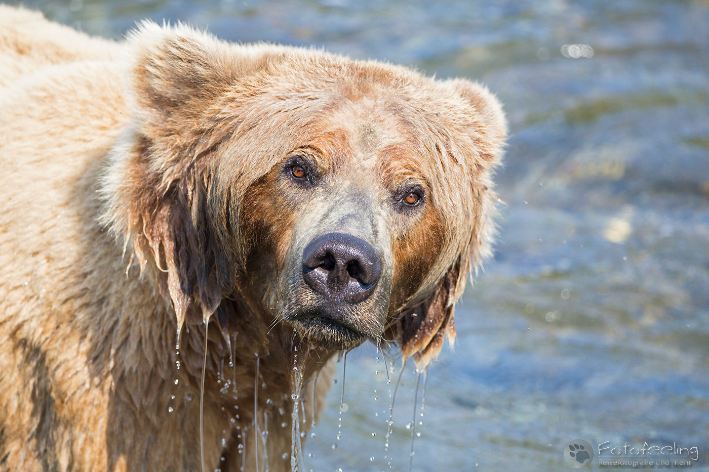 Braunbär (Ursus arctos), Brown bear - beim Fischfang an den Books Falls