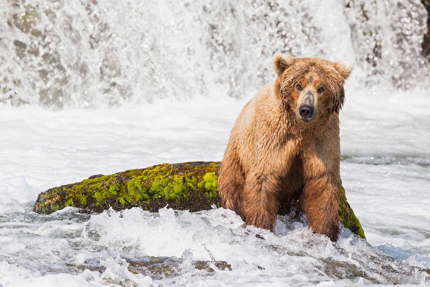 Braunbär (Ursus arctos), Brown bear - beim Fischfang an den Books Falls