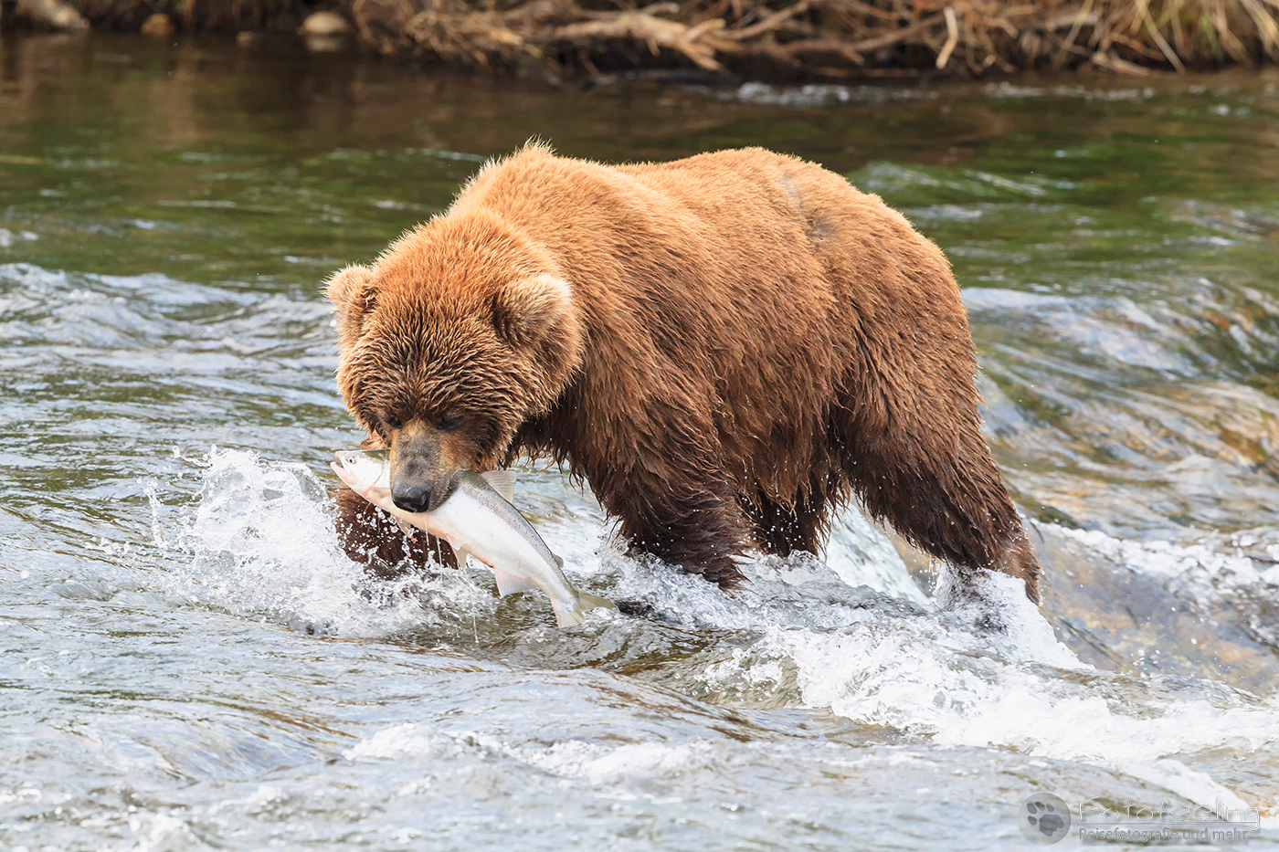 Braunbär (Ursus arctos), Brown bear- mit erbeutetem Lachs