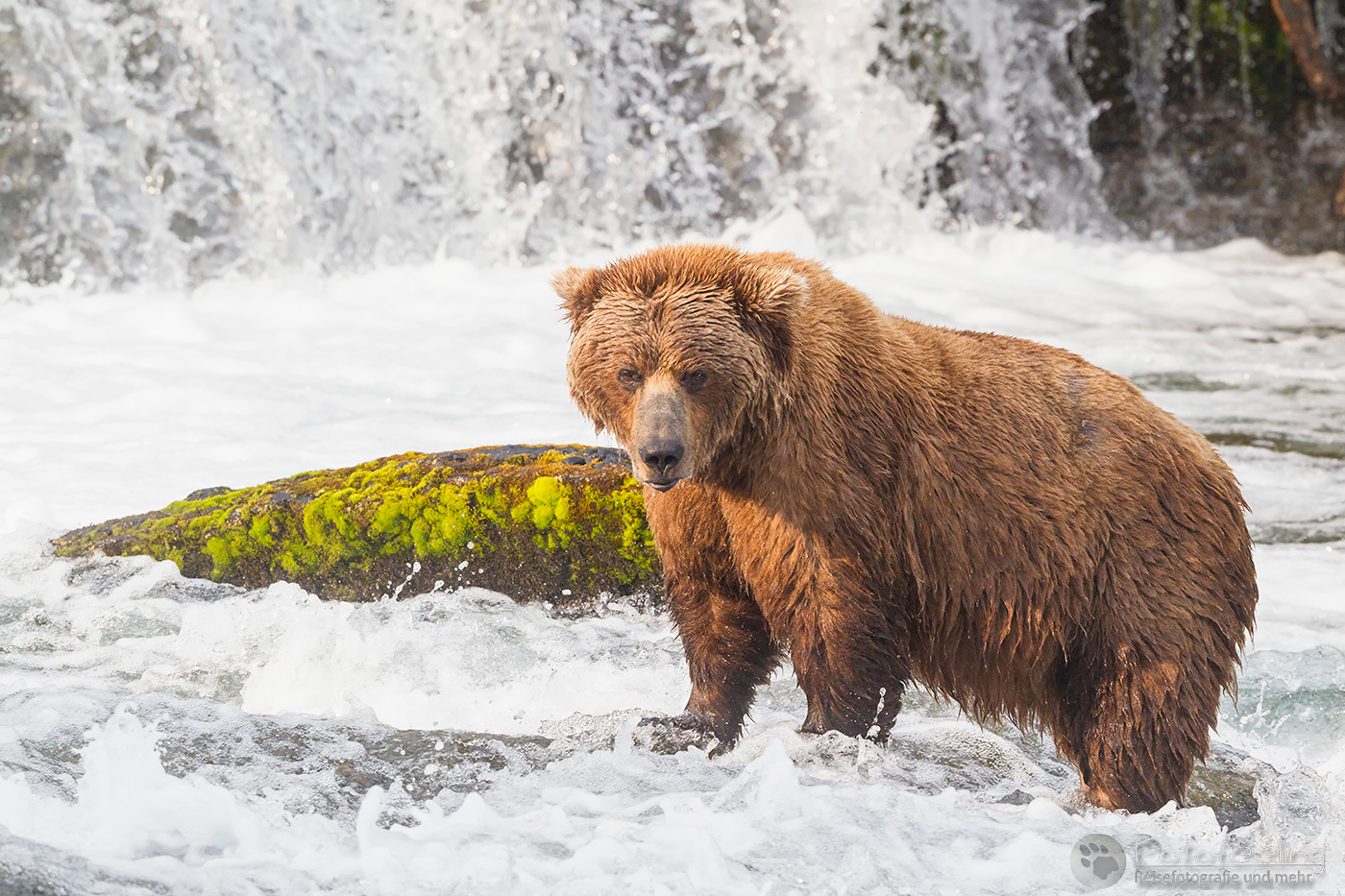 Braunbär (Ursus arctos), Brown bear - beim Fischfang an den Books Falls