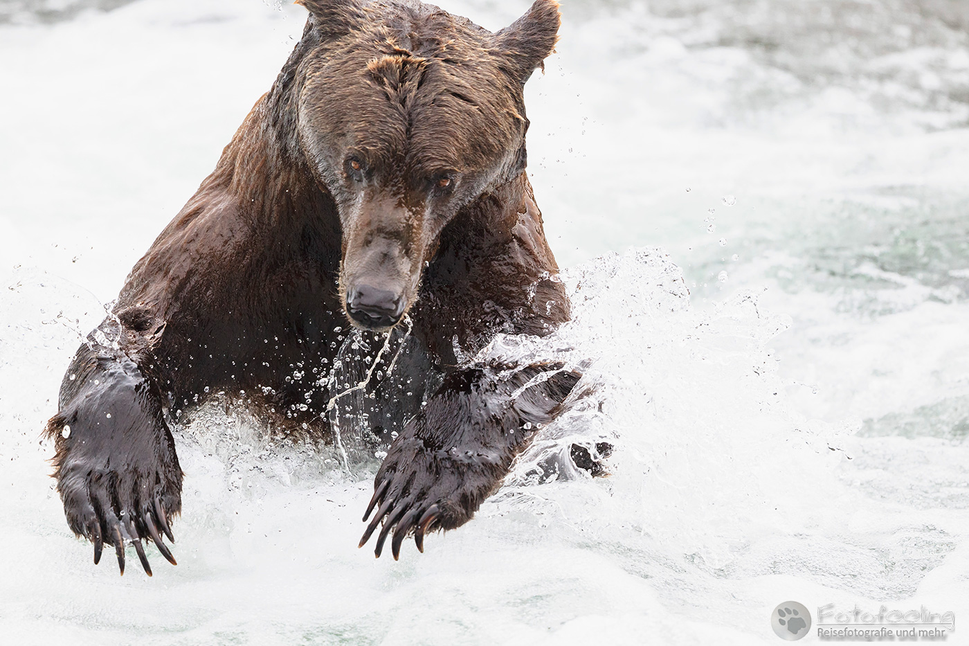 Braunbär (Ursus arctos), Brown bear- Beim Fischfang