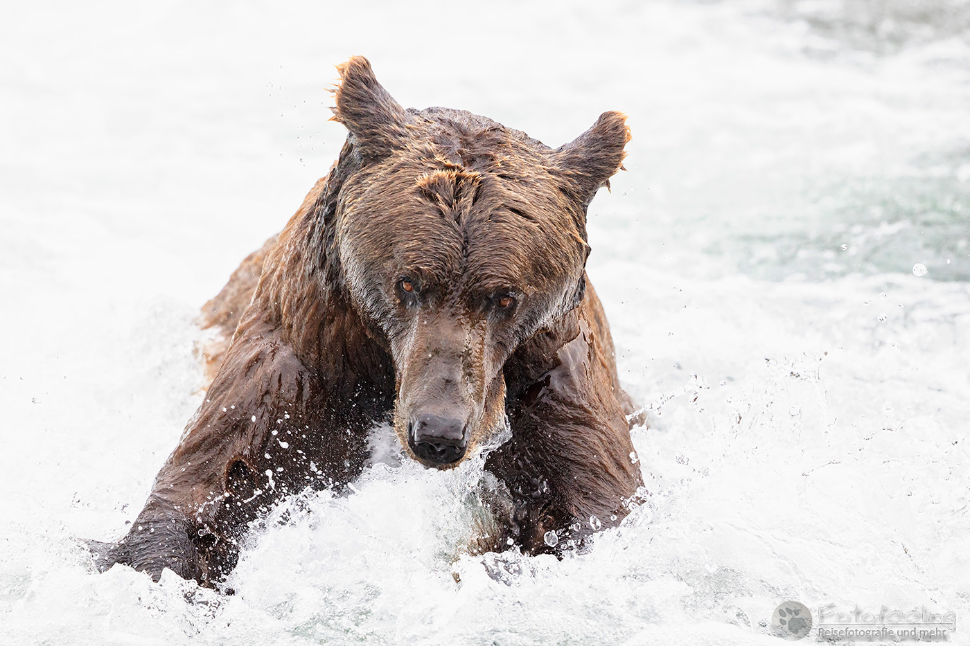 Braunbär (Ursus arctos), Brown bear- Beim Fischfang