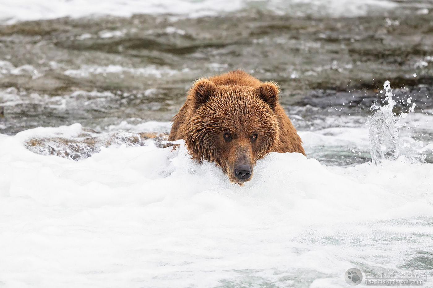 Braunbär (Ursus arctos), Brown bear - beim Fischfang an den Books Falls