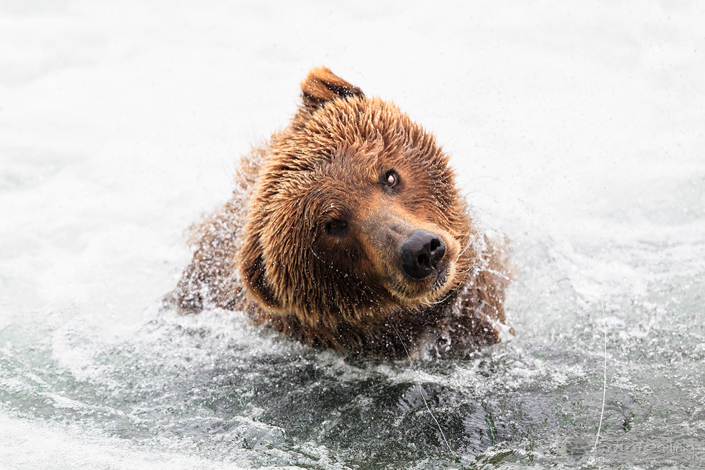 Braunbär (Ursus arctos), Brown bear