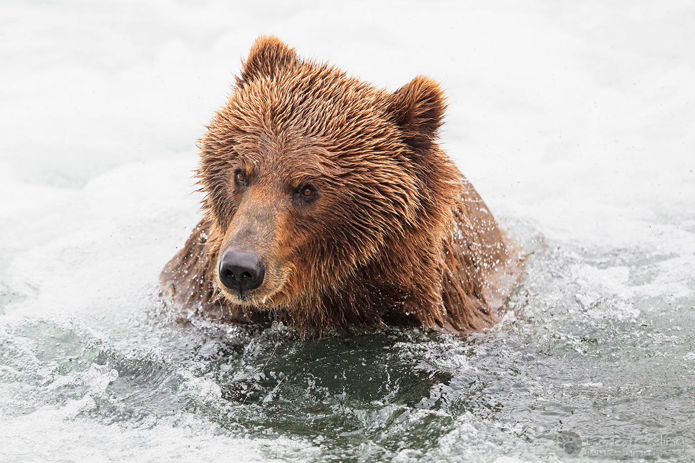 Braunbär (Ursus arctos), Brown bear - beim Fischfang an den Books Falls