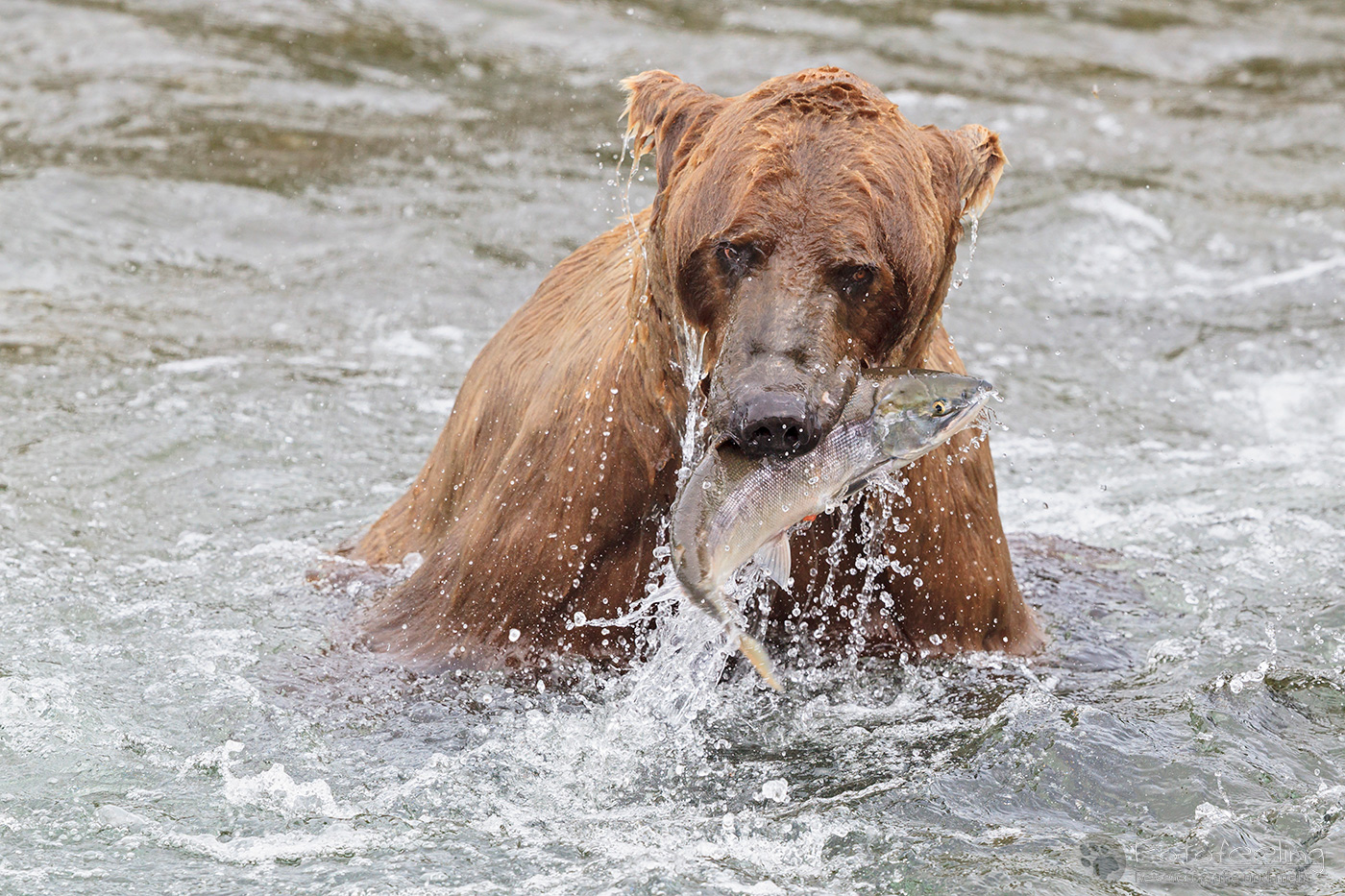Braunbär (Ursus arctos), Brown bear- mit erbeutetem Lachs