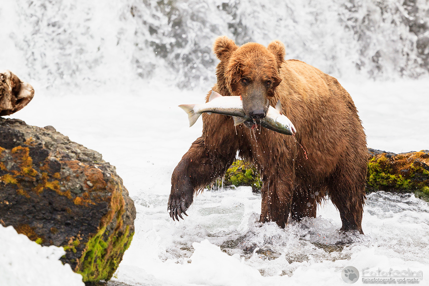 Braunbär (Ursus arctos), Brown bear- mit erbeutetem Lachs