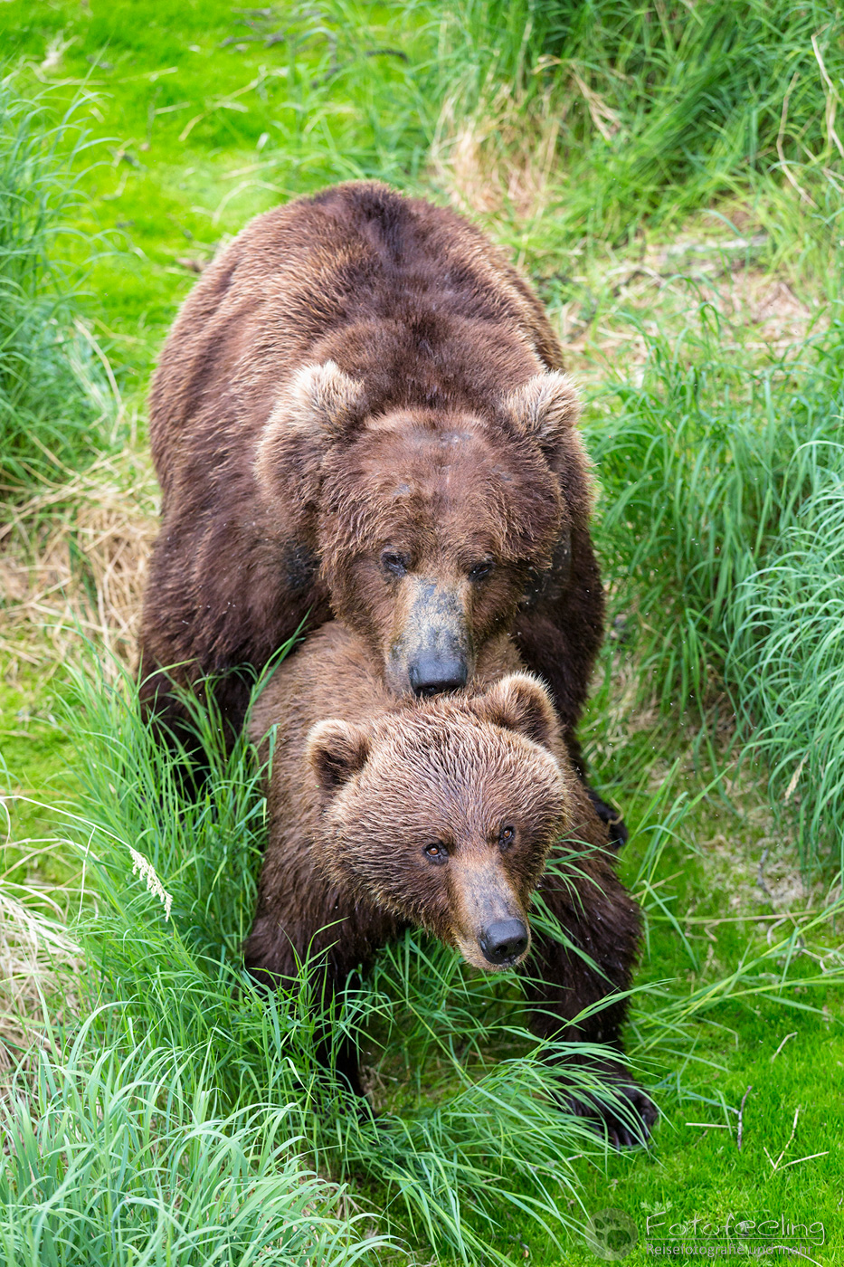 Braunbären (Ursus arctos), Brown bears - Bei der Paarung