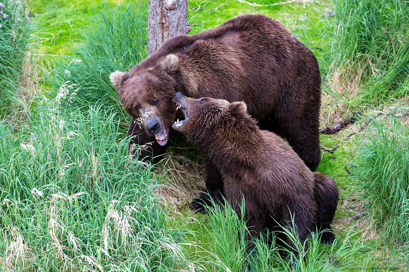 Braunbären (Ursus arctos), Brown bears - Bei der Paarung