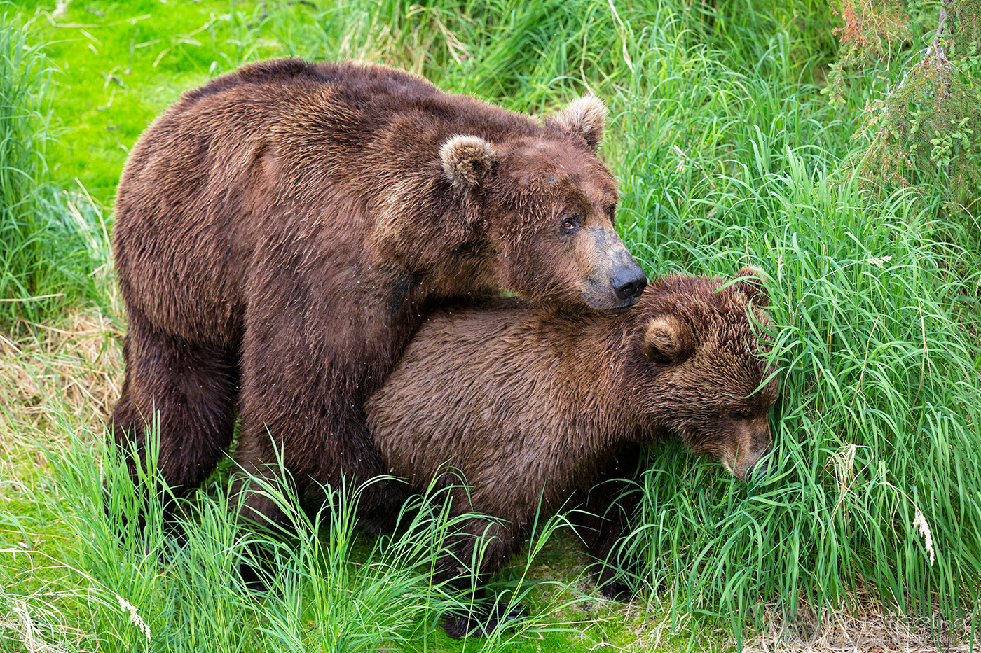 Braunbären (Ursus arctos), Brown bears - Bei der Paarung