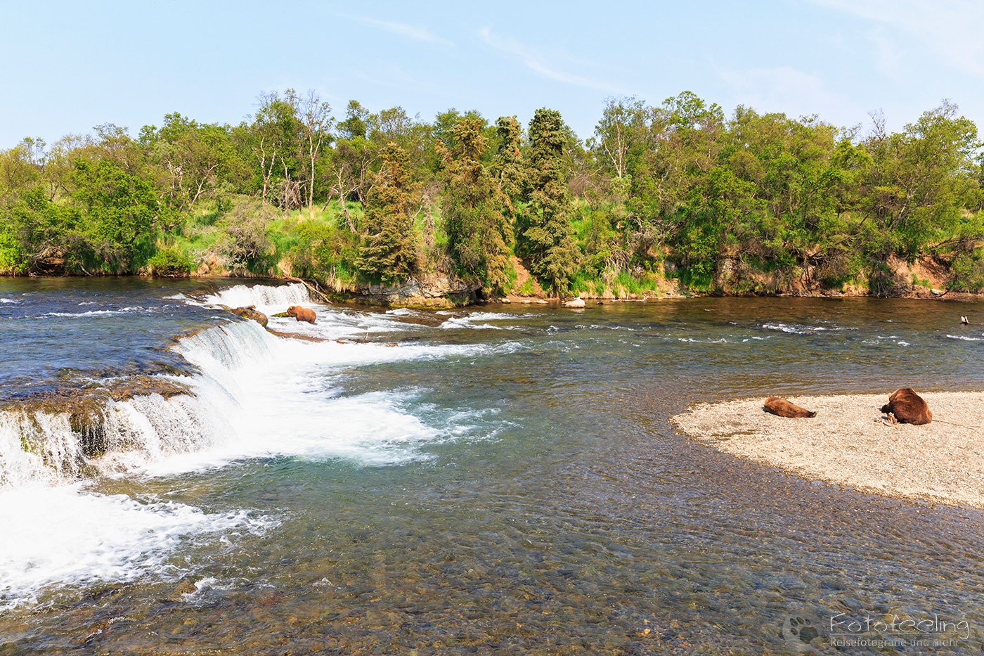 Braunbären (Ursus arctos), Brown bears - beim Fischfang an den Books Falls