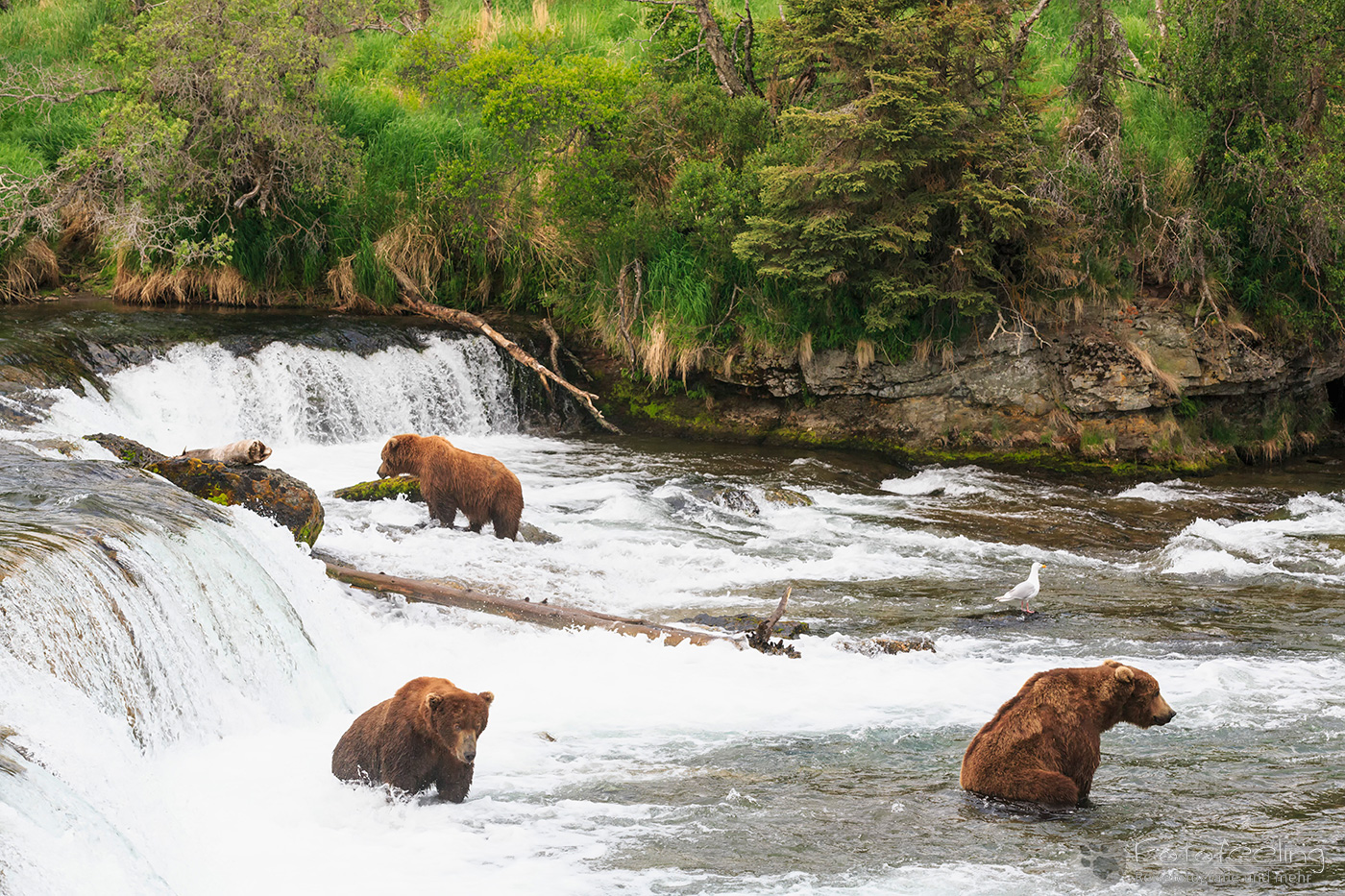Braunbären (Ursus arctos), Brown bears - beim Fischfang an den Books Falls