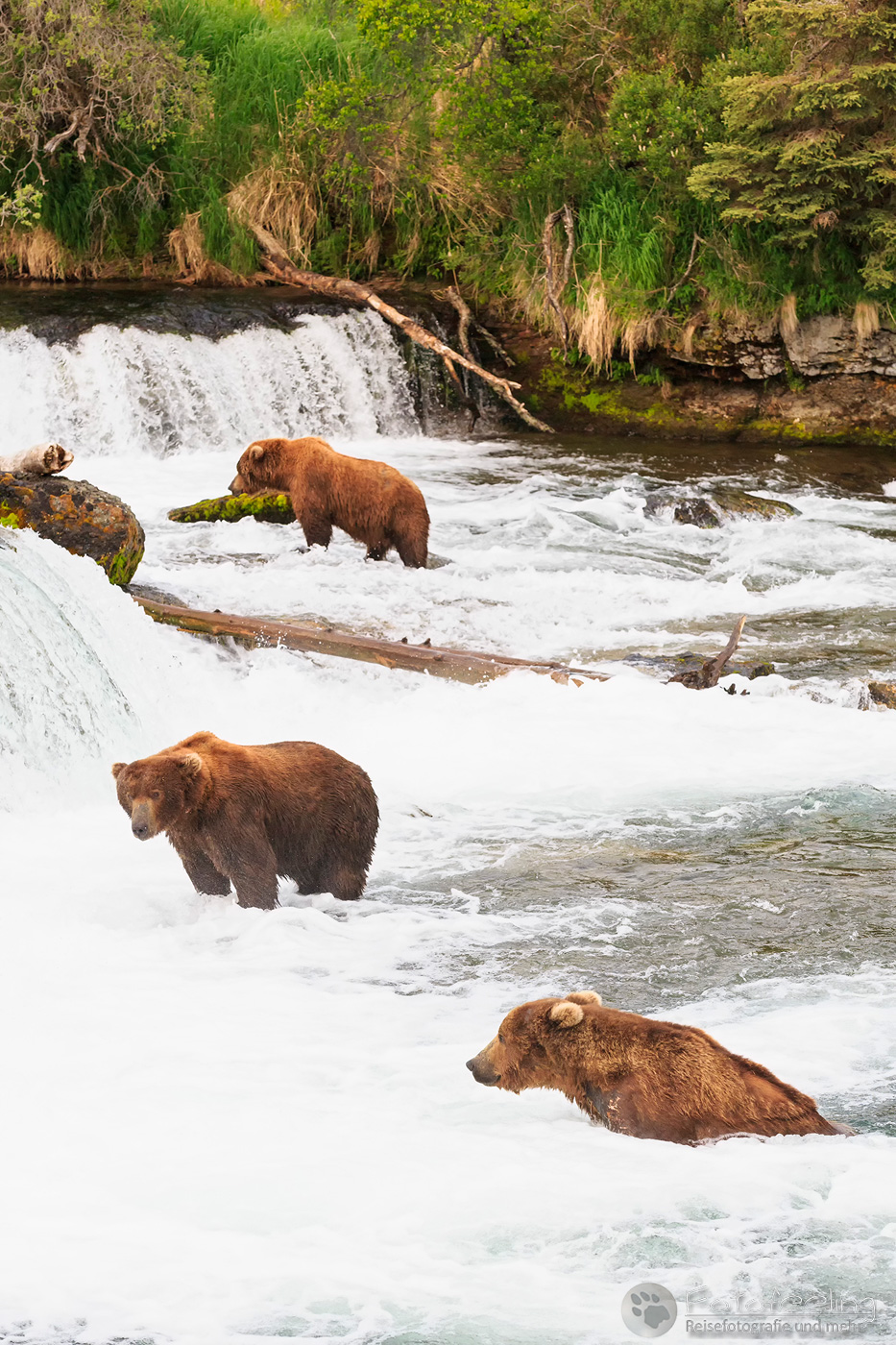Braunbären (Ursus arctos), Brown bears - beim Fischfang an den Books Falls